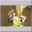 Colletes cunicularius - Weiden-Seidenbiene 17 13mm.jpg
